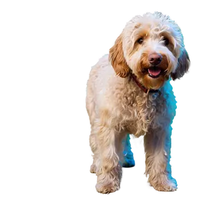 Labradoodle At The Beach Png Ohr PNG Image