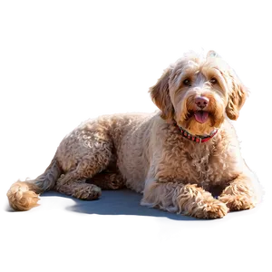 Labradoodle Family Love Png Vut94 PNG Image