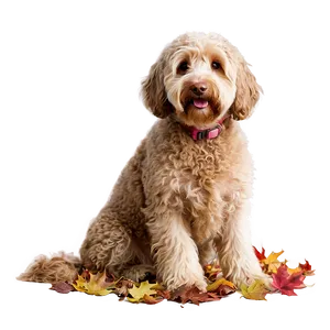 Labradoodle In Autumn Leaves Png 06262024 PNG Image