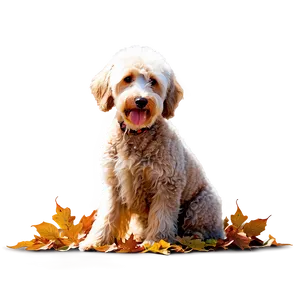 Labradoodle In Autumn Leaves Png 40 PNG Image