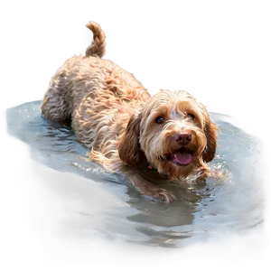 Labradoodle Swimming Adventure Png Igx7 PNG Image