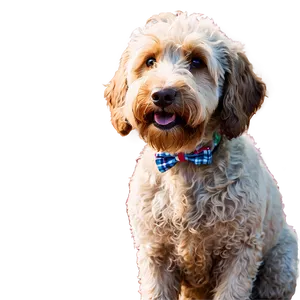 Labradoodle With Bowtie Png Sph PNG Image