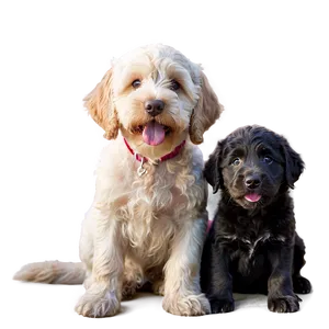 Labradoodle With Puppies Png 06262024 PNG Image