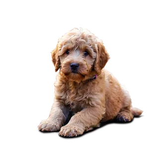 Labradoodle With Puppies Png Bgo12 PNG Image