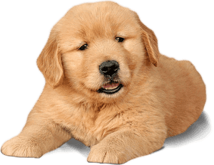 Labrador Chow Dogs Word - Labrador Gold Retriever Puppys, HD Png Download PNG image with transparent background