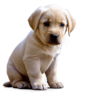 Labrador Puppy PNG 06232024 PNG image with transparent background
