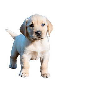 Labrador Puppy PNG 6 PNG image with transparent background