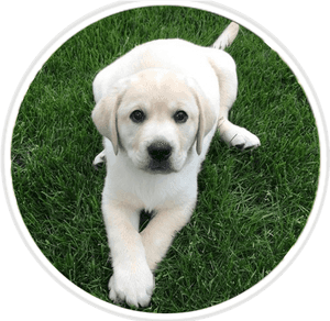 Labrador Retriever, HD Png Download PNG image with transparent background