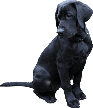 Labrador Retriever Png - Black Lab Transparent Background, Png Download PNG image with transparent background