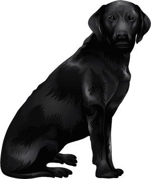 Labrador Retriever Png - Dog Catches Something, Transparent Png PNG image with transparent background