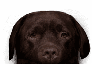 Labrador Retriever , Png Download - Transparent Chocolate Labrador Png, Png Download PNG image with transparent background