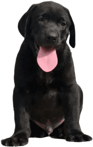 Labrador Retriever Png Images - Black Dog Labrador Transparent, Png Download PNG image with transparent background