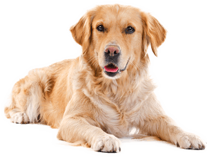Labrador Retriever Png - Labrador Png, Transparent Png PNG image with transparent background