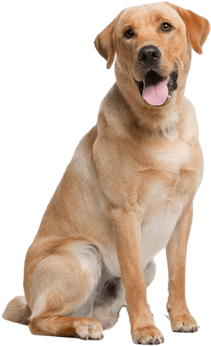 Labrador Retriever Png Pic - Dog Breeds Labrador, Transparent Png PNG image with transparent background