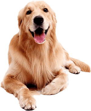 Labrador Retriever Png Picture - Labrador Golden Retriever Png, Transparent Png PNG image with transparent background