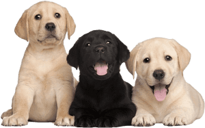 Labrador Retriever Puppy Png Free Image - Labrador Puppies Png, Transparent Png PNG image with transparent background