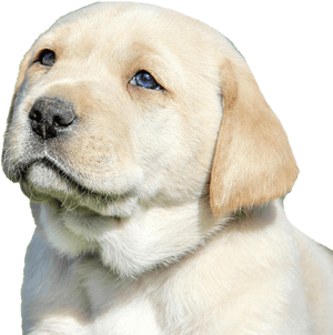 Labrador Retriever Puppy Png Image File - Labrador Retriever, Transparent Png PNG image with transparent background