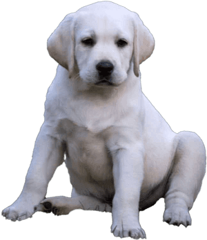 Labrador Retriever Puppy Png Images - Labrador Retriever, Transparent Png PNG image with transparent background