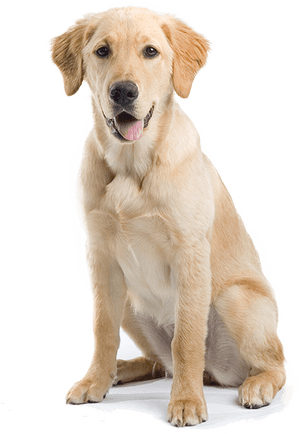 Labrador Retriever Sitting Down, HD Png Download PNG image with transparent background