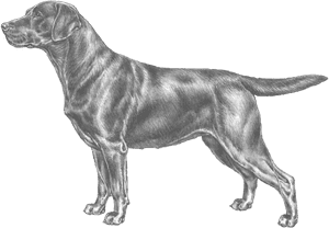 Labrador Retriever Standard, HD Png Download PNG image with transparent background