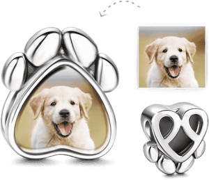 Labrador Retriever , Transparent Cartoons - Labrador Retriever, HD Png Download PNG image with transparent background