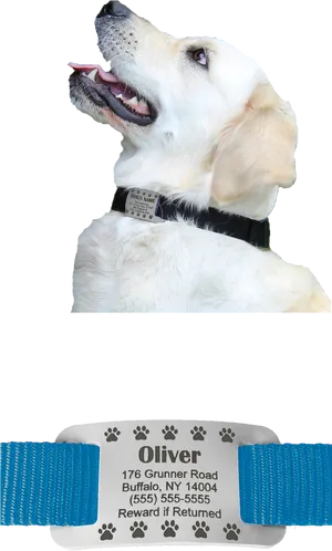 Labrador Retriever With I D Tag PNG Image