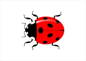 Ladybug PNG Image