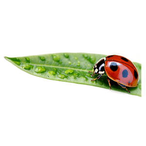 Ladybug on Leaf PNG 06112024 PNG image with transparent background