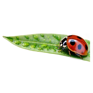 Ladybug On Leaf Png 06112024 PNG Image