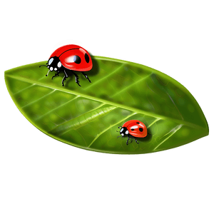 Ladybug on Leaf PNG 69 PNG