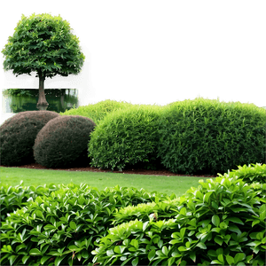 Landscaping Shrubs PNG xvc PNG