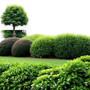 Landscaping Shrubs Png Xvc PNG Image