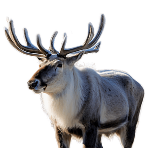 Lappish Reindeer Finland PNG 06232024 PNG image with transparent background