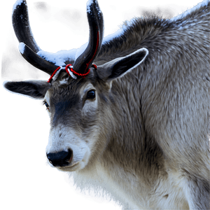 Lappish Reindeer Finland PNG 66 PNG image with transparent background