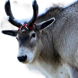 Lappish Reindeer Finland Png 66 PNG Image