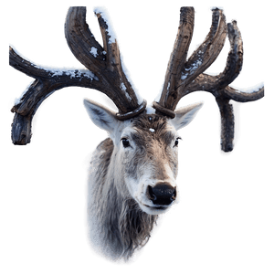 Lappish Reindeer Finland PNG ipf54 PNG image with transparent background