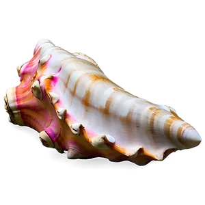 Large Conch Shell Artwork Png 94 PNG Image