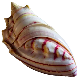 Large Conch Shell Artwork Png Bna97 PNG Image