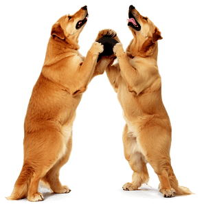 Large Dogs PNG lpx42 PNG image with transparent background
