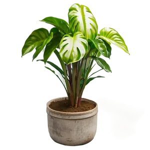 Large Floor Plant Png 16 PNG Image