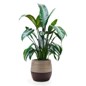 Large Floor Plant Png 26 PNG Image