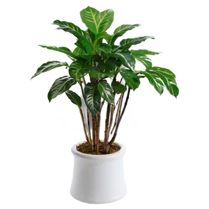 Large Floor Plant Png Ngi83 PNG Image