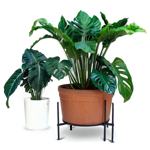 Large Indoor Plants Png Eyi PNG Image