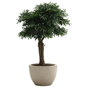 Large Potted Trees PNG 56 PNG
