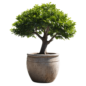 Large Potted Trees PNG mwk30 PNG