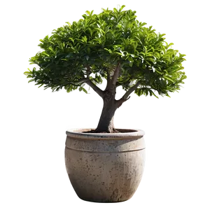 Large Potted Trees Png Mwk30 PNG Image