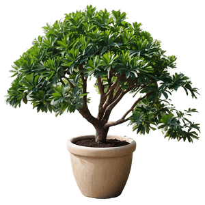 Large Potted Trees PNG ums20 PNG