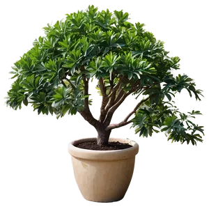 Large Potted Trees Png Ums20 PNG Image