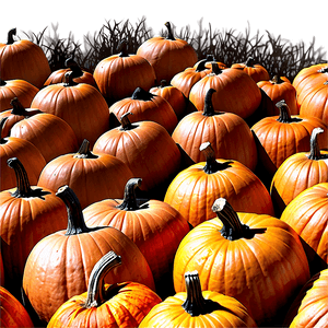 Large Pumpkin Patch PNG dtq46 PNG with transparent background