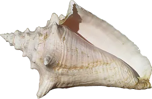 Large Queen Conch Shell PNG Image